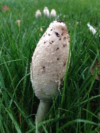 Coprinus comatus image