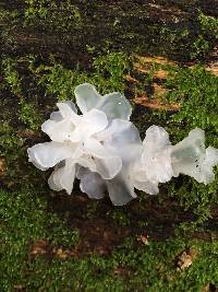 Tremella fuciformis image