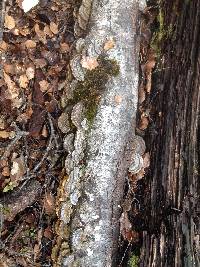 Trametes versicolor image