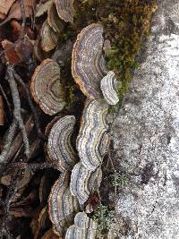 Trametes versicolor image