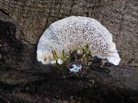 Trametes versicolor image