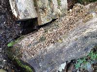 Trametes versicolor image