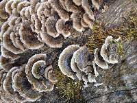 Trametes versicolor image