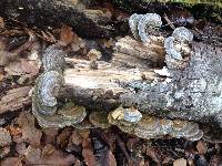 Trametes versicolor image