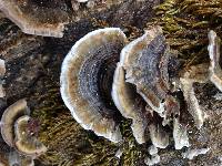 Trametes versicolor image