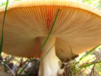 Amanita muscaria image