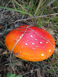 Amanita muscaria image