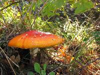 Amanita muscaria image
