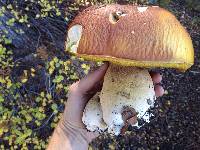 Boletus fibrillosus image