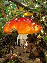 Amanita muscaria image