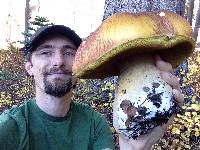 Boletus fibrillosus image