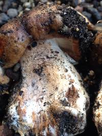 Tricholoma fracticum image