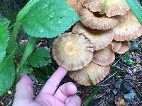 Omphalotus illudens image