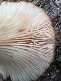 Omphalotus illudens image