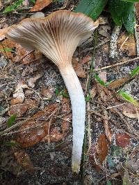 Omphalotus illudens image