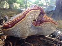 Ganoderma oregonense image