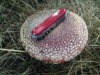 Amanita muscaria image