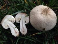 Leucoagaricus barssii image