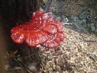 Ganoderma tsugae image