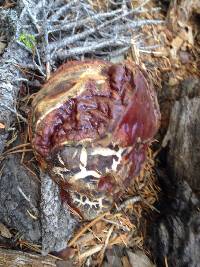 Ganoderma oregonense image