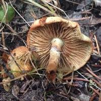 Pholiota spumosa image