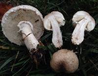 Leucoagaricus barssii image