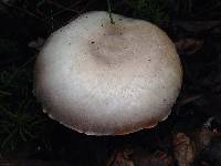 Agaricus californicus image