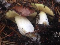 Suillus brevipes image