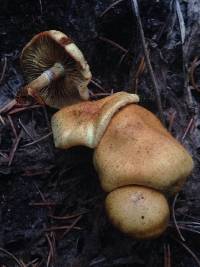 Pholiota spumosa image