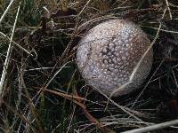 Amanita muscaria image