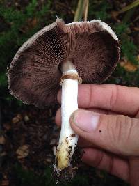 Agaricus californicus image