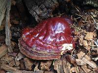 Ganoderma oregonense image