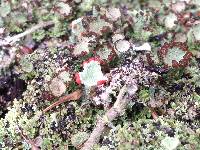 Image of Cladonia pleurota