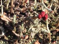 Cladonia macilenta image