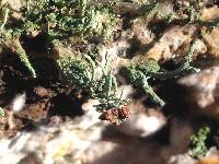 Cladonia macilenta image