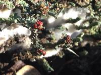 Cladonia macilenta image