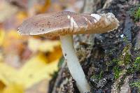 Pluteus cervinus image