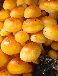 Flammulina velutipes image