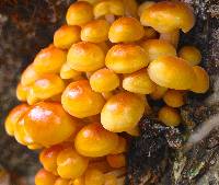 Flammulina velutipes image