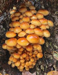 Flammulina velutipes image