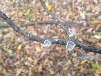 Schizophyllum commune image