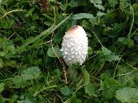 Coprinus comatus image