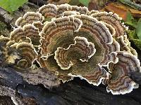 Trametes versicolor image