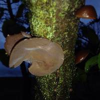 Auricularia auricula-judae image