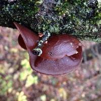 Auricularia auricula-judae image