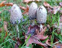 Coprinus comatus image