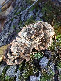 Trametes versicolor image