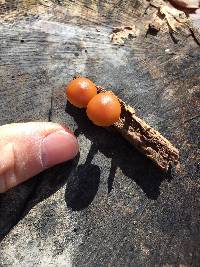 Galerina marginata image