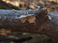 Schizophyllum commune image