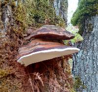 Ganoderma applanatum image